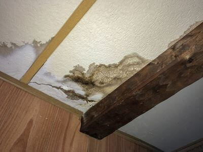Professional mold removal services in West Orange